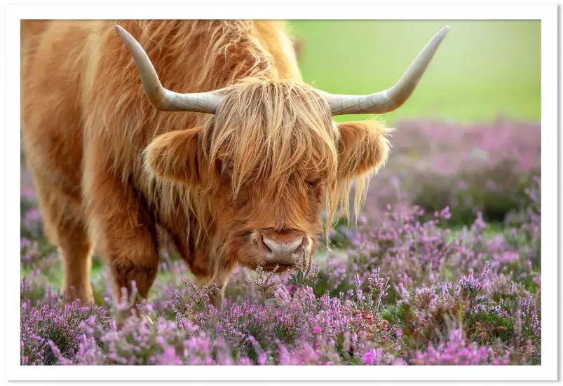 Highland à Heather - affiche animaux