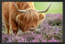 Highland à Heather - affiche animaux