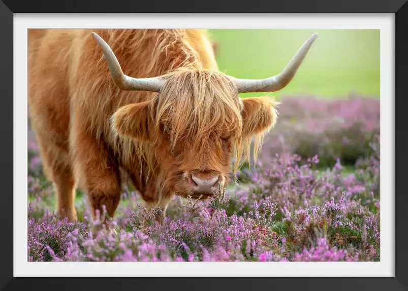 Highland à Heather - affiche animaux