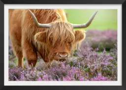 Highland à Heather - affiche animaux