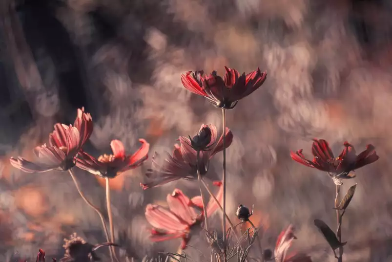 Danse cosmique - affiche fleurs