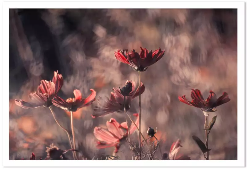 Danse cosmique - affiche fleurs