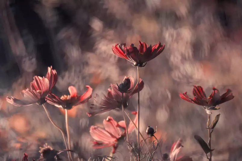 Danse cosmique - affiche fleurs