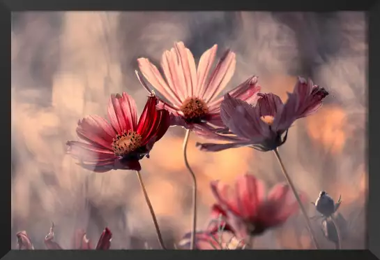 Les trois sœurs - affiche fleurs