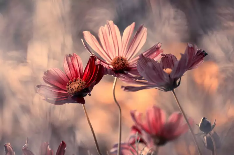 Les trois sœurs - affiche fleurs