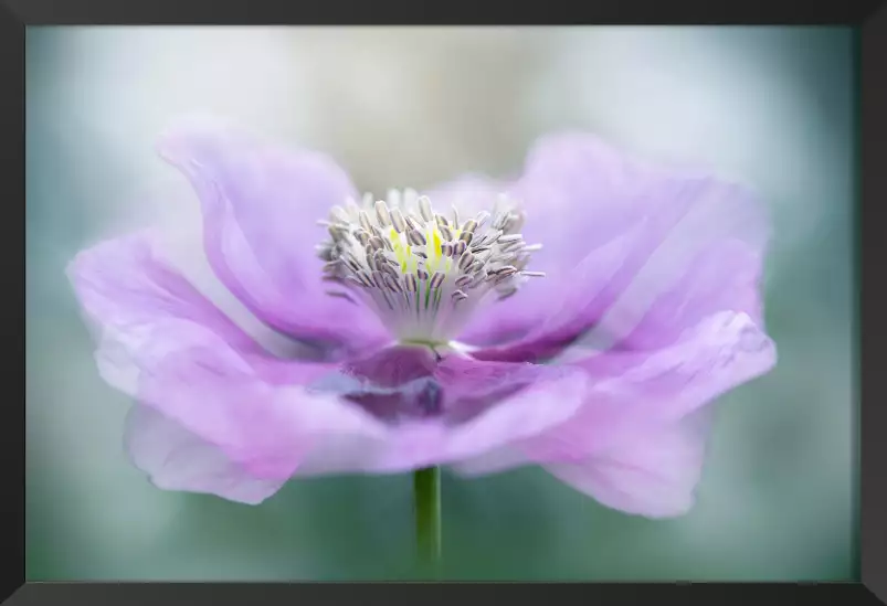 Papaver - affiche fleurs