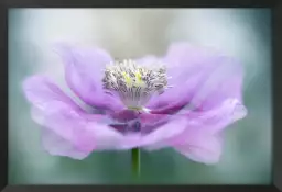 Papaver - affiche fleurs