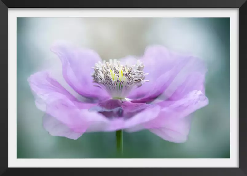 Papaver - affiche fleurs