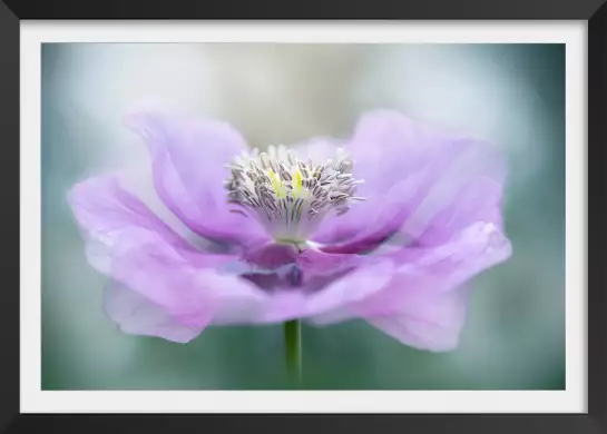 Papaver - affiche fleurs