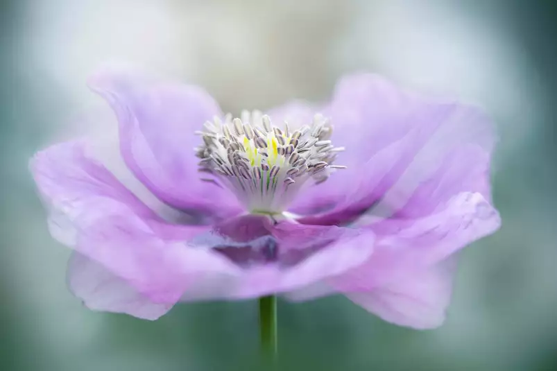 Papaver - affiche fleurs