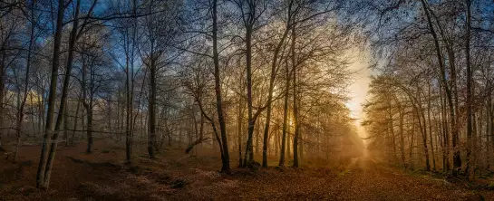 Sous bois au coucher du soleil - tableau paysage nature