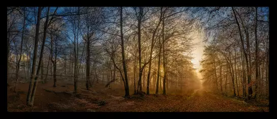 Sous bois au coucher du soleil - tableau paysage nature