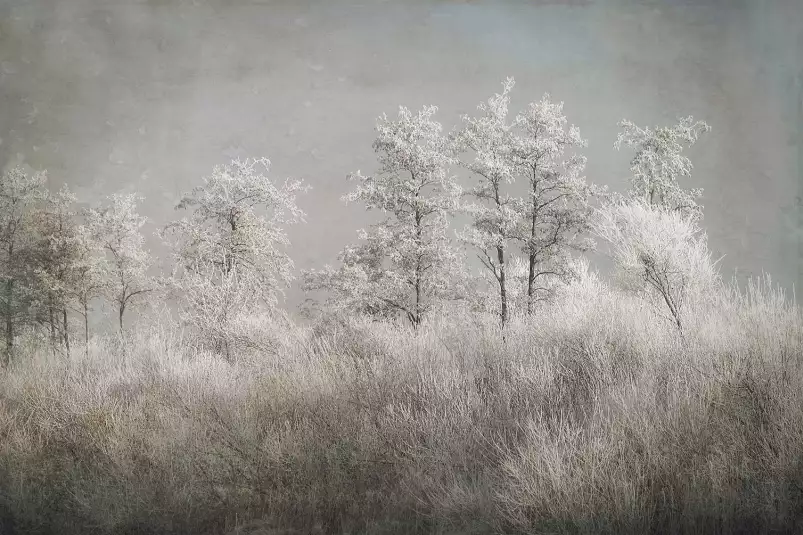 Matinée froide - affiche nature