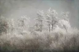 Matinée froide - affiche nature