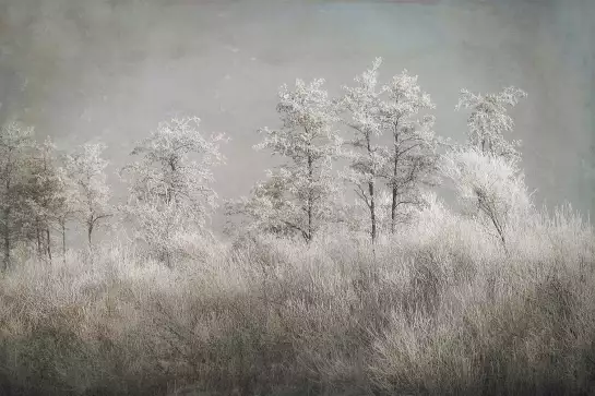 Matinée froide - affiche nature