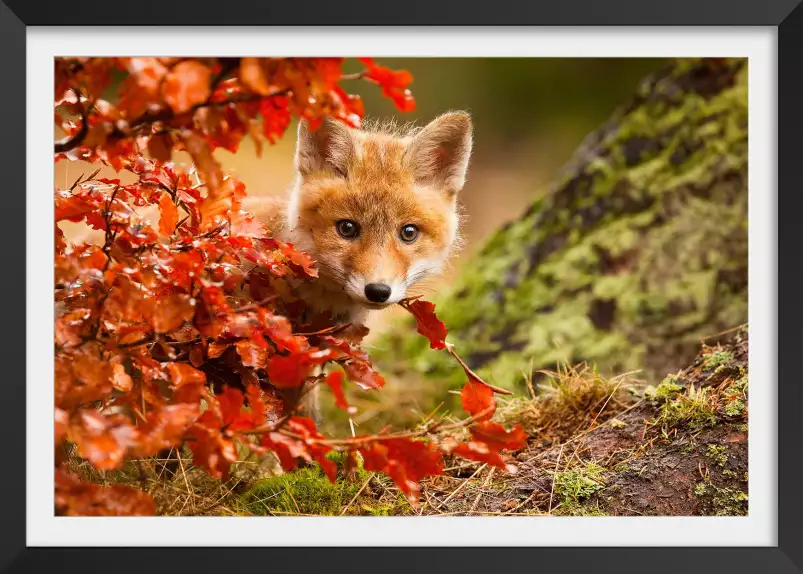 Renard - affiche animaux