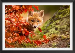 Renard - affiche animaux