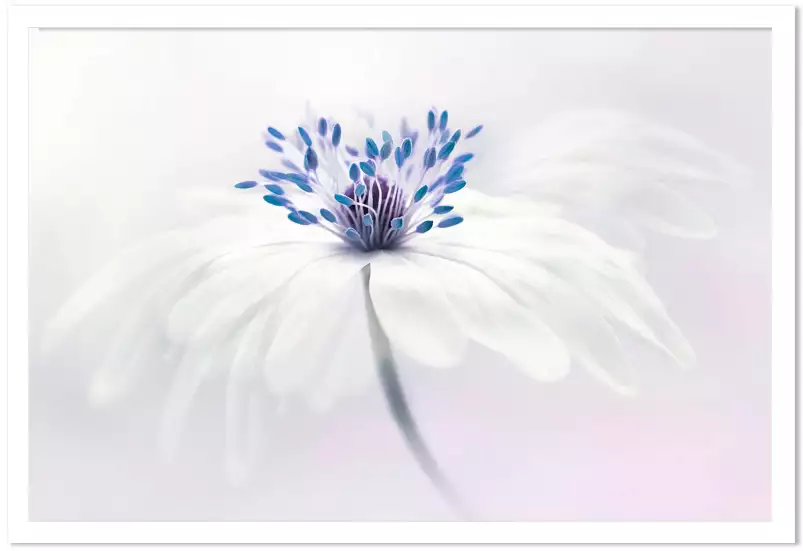 Anémone blanda - affiche de fleurs