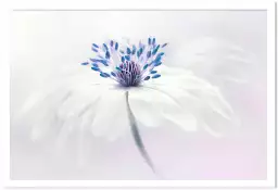 Anémone blanda - affiche de fleurs