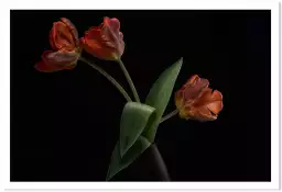 Tulipes en vase - affiche de fleurs