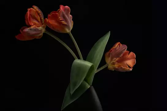 Tulipes en vase - affiche de fleurs