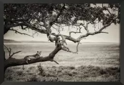 Reine - animaux en noir et blanc