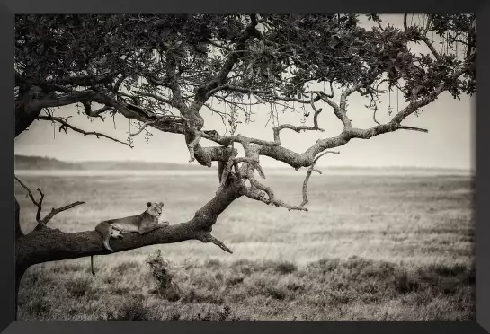 Reine - animaux en noir et blanc