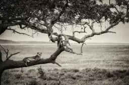 Reine - animaux en noir et blanc