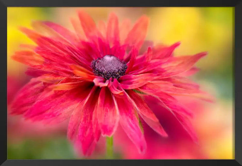 Rudbeckia - affiche de fleurs