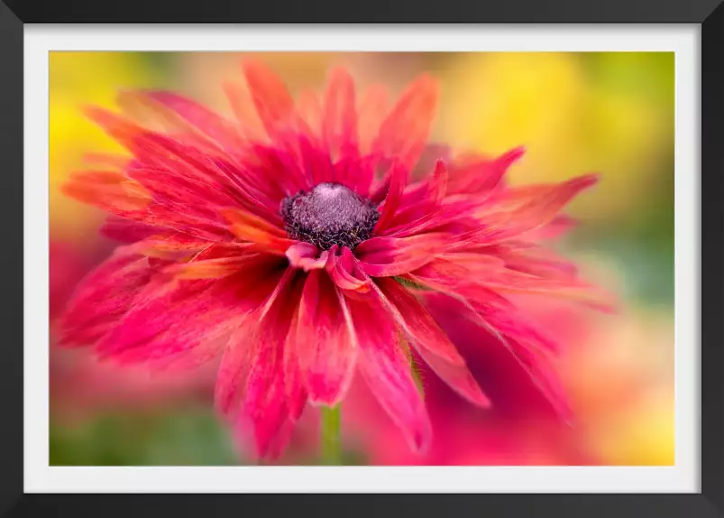 Rudbeckia - affiche de fleurs