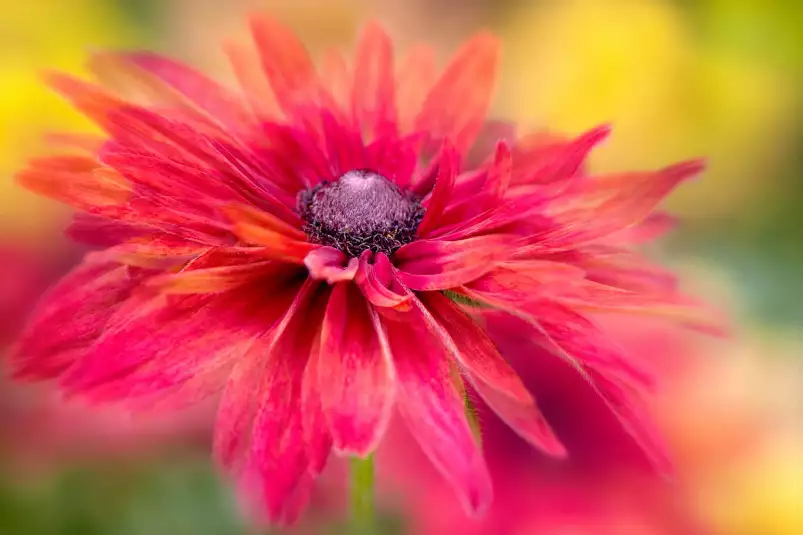 Rudbeckia - affiche de fleurs