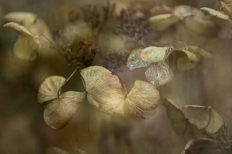 L'hiver arrive - affiche plantes