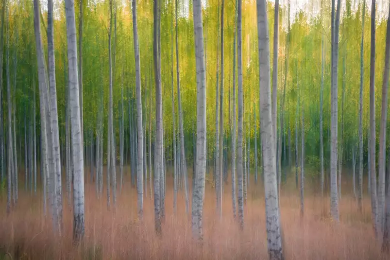 Forêt floue - poster foret