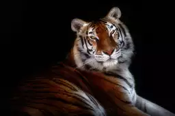 Sérénité - photo tigre