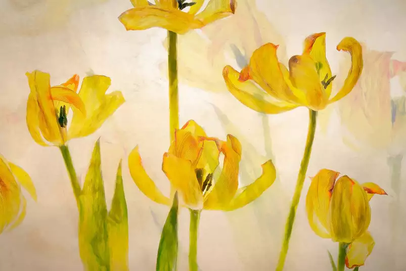 Tulipes - affiche fleurs
