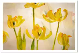 Tulipes - affiche fleurs