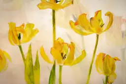 Tulipes - affiche fleurs