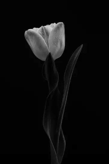 Femme tulipe - affiche fleurs