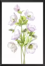 Hellebore - affiche fleurs