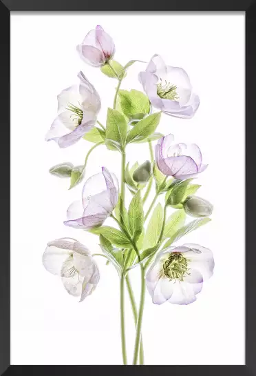 Hellebore - affiche fleurs