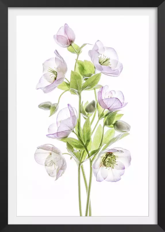 Hellebore - affiche fleurs