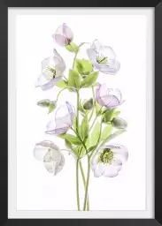 Hellebore - affiche fleurs