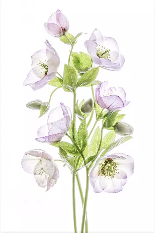 Hellebore - affiche fleurs