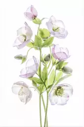 Hellebore - affiche fleurs