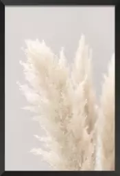 Pampas Grass Grey - poster plantes