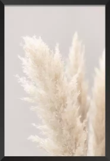 Pampas Grass Grey - poster plantes