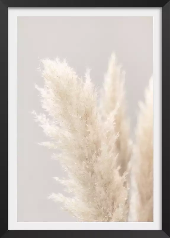 Pampas Grass Grey - poster plantes