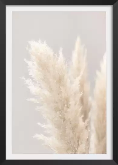 Pampas Grass Grey - poster plantes