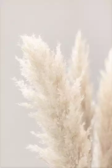 Pampas Grass Grey - poster plantes