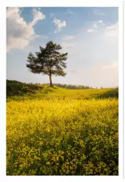 Roi de la campagne - paysage campagne